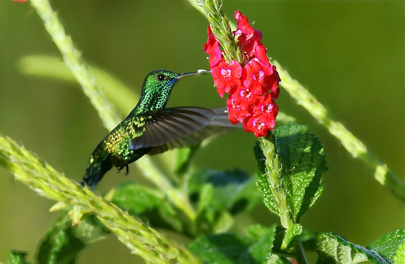 Colibri à menton bleu mâle adulte