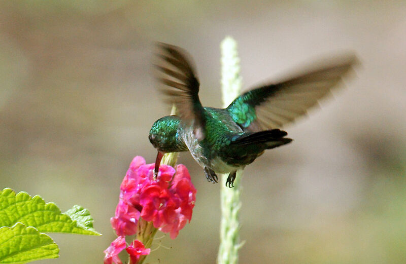 Colibri à menton bleu