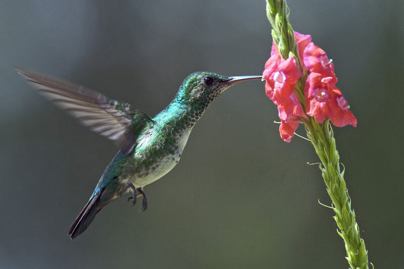 Blue-chinned Sapphire