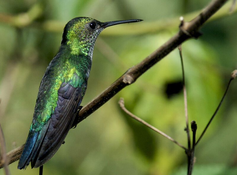 Blue-chinned Sapphire, identification