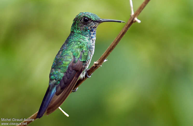 Blue-chinned Sapphire male immature, identification