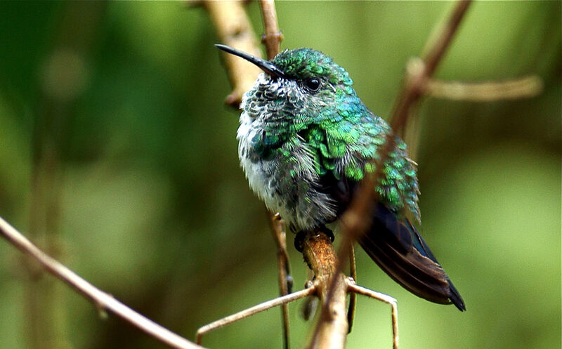 Blue-chinned Sapphire female juvenile