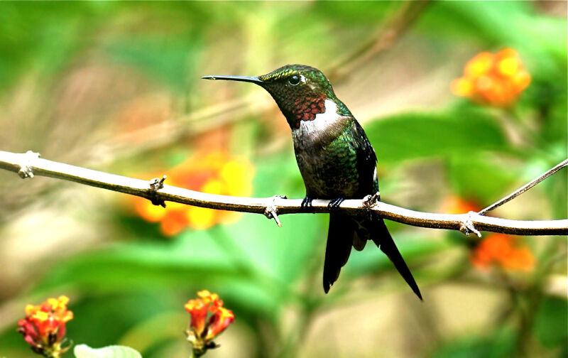 Colibri améthyste mâle adulte