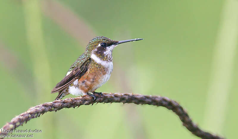 Colibri améthyste femelle adulte, identification