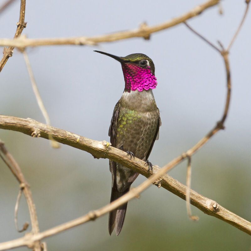 Colibri améthyste mâle adulte