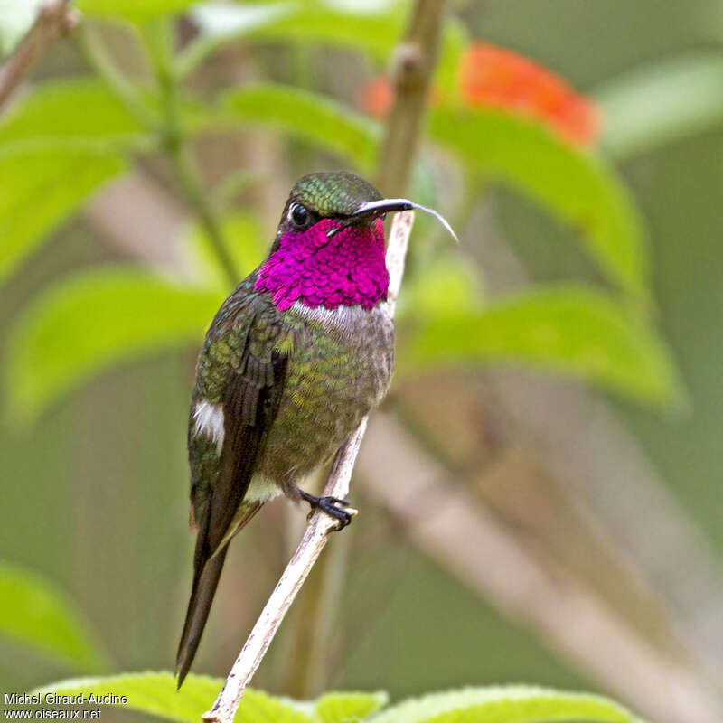 Amethyst Woodstar male adult, identification