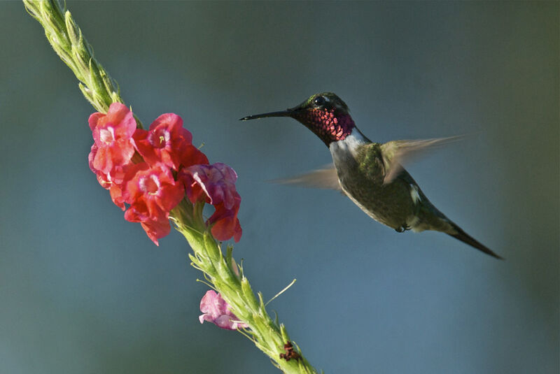 Colibri améthyste, identification