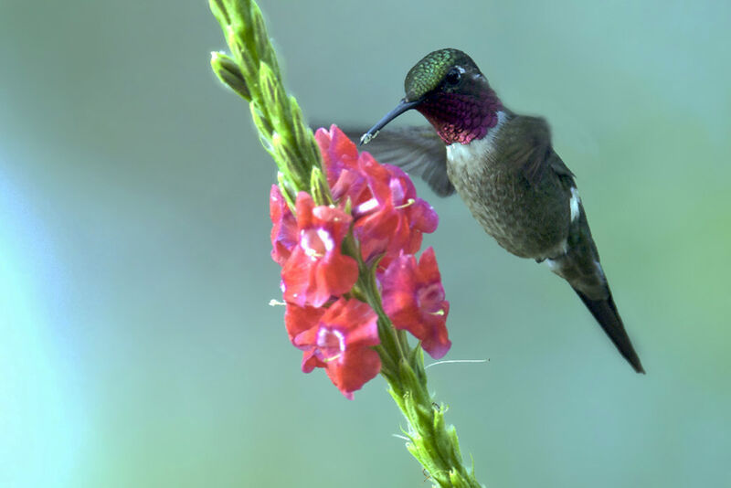 Colibri améthyste, identification