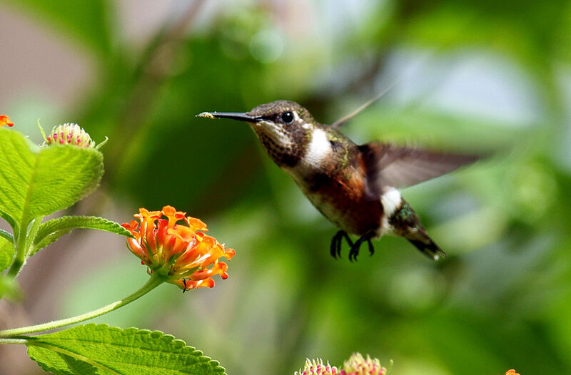 Colibri améthyste femelle adulte