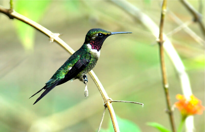 Colibri améthyste