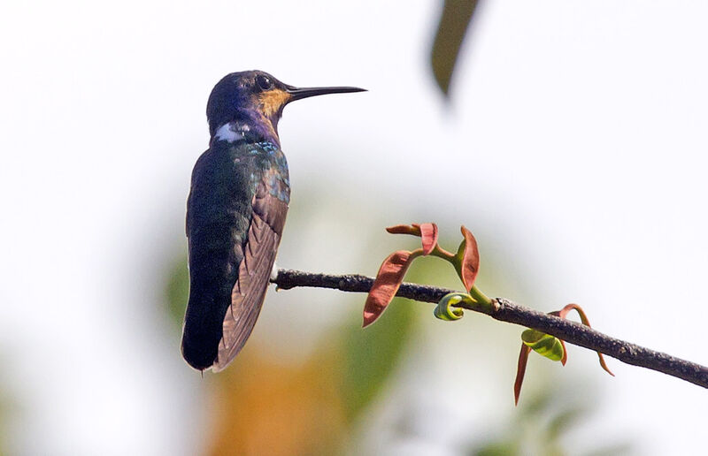 White-necked Jacobin male immature