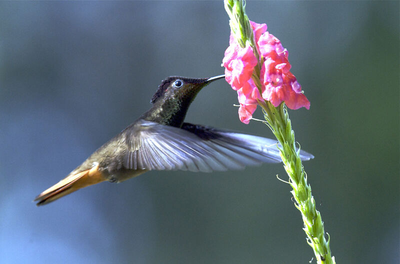 Ruby-topaz Hummingbird