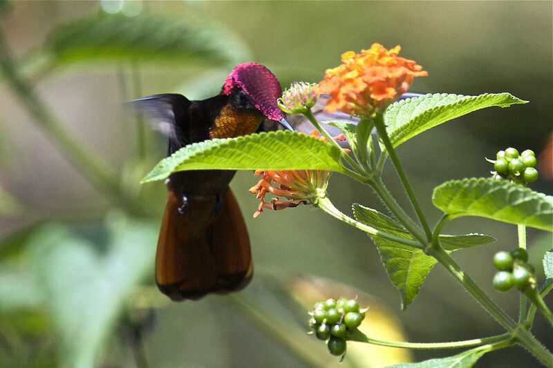 Ruby-topaz Hummingbird