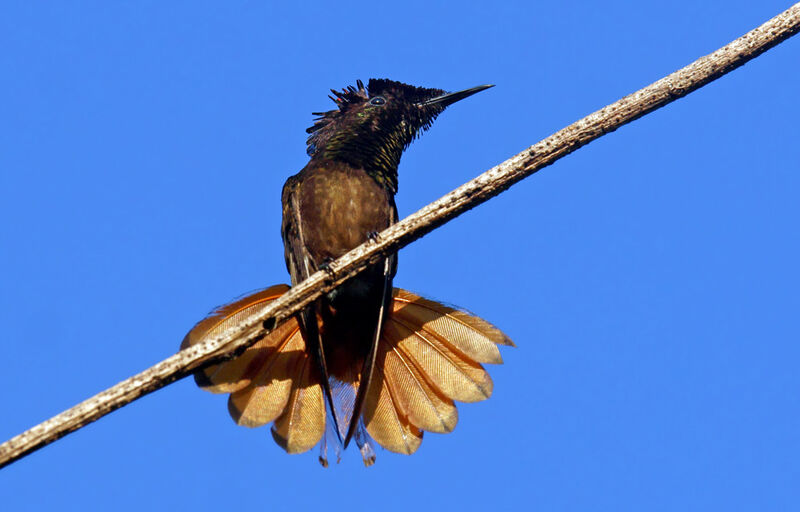 Colibri rubis-topaze mâle immature, Comportement