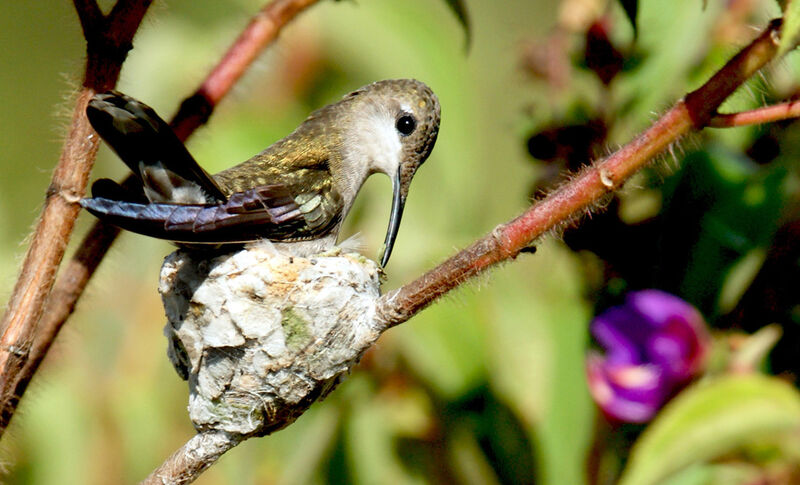 Ruby-topaz Hummingbird