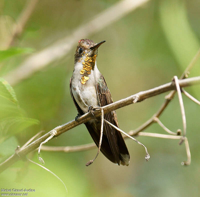 Colibri rubis-topaze mâle immature, identification