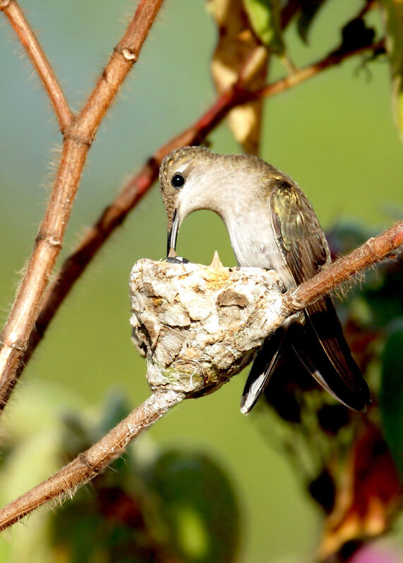 Colibri rubis-topaze