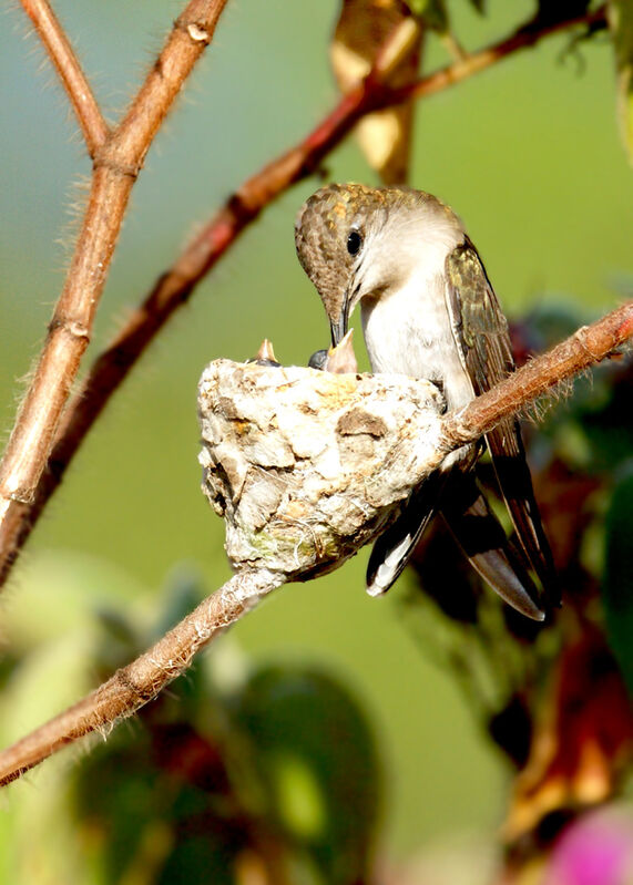 Ruby-topaz Hummingbird