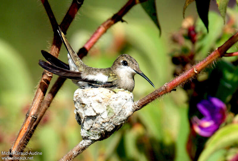 Colibri rubis-topaze femelle adulte, Nidification