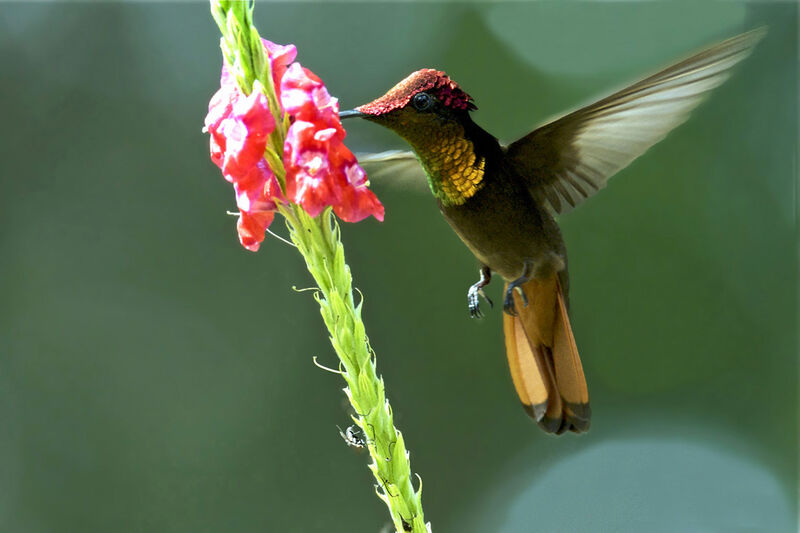 Colibri rubis-topaze, identification