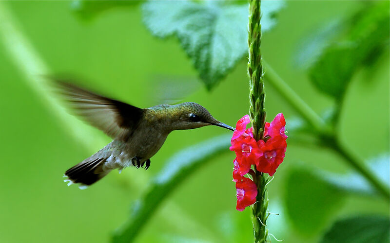 Colibri rubis-topaze