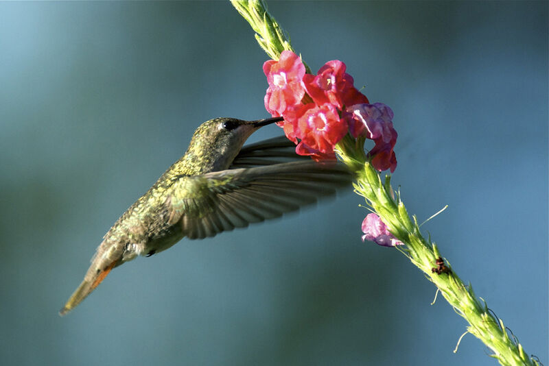 Colibri rubis-topaze, identification