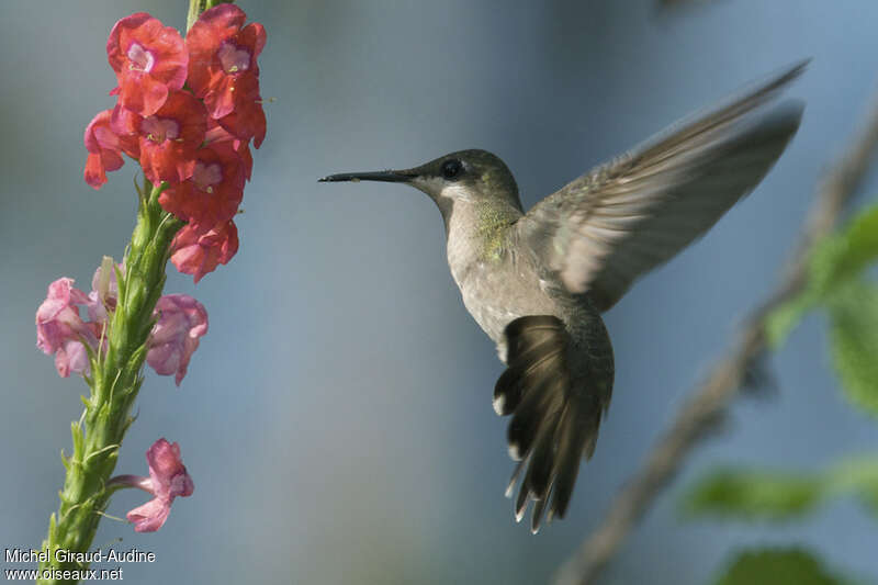 Colibri rubis-topaze femelle adulte, pigmentation, Vol