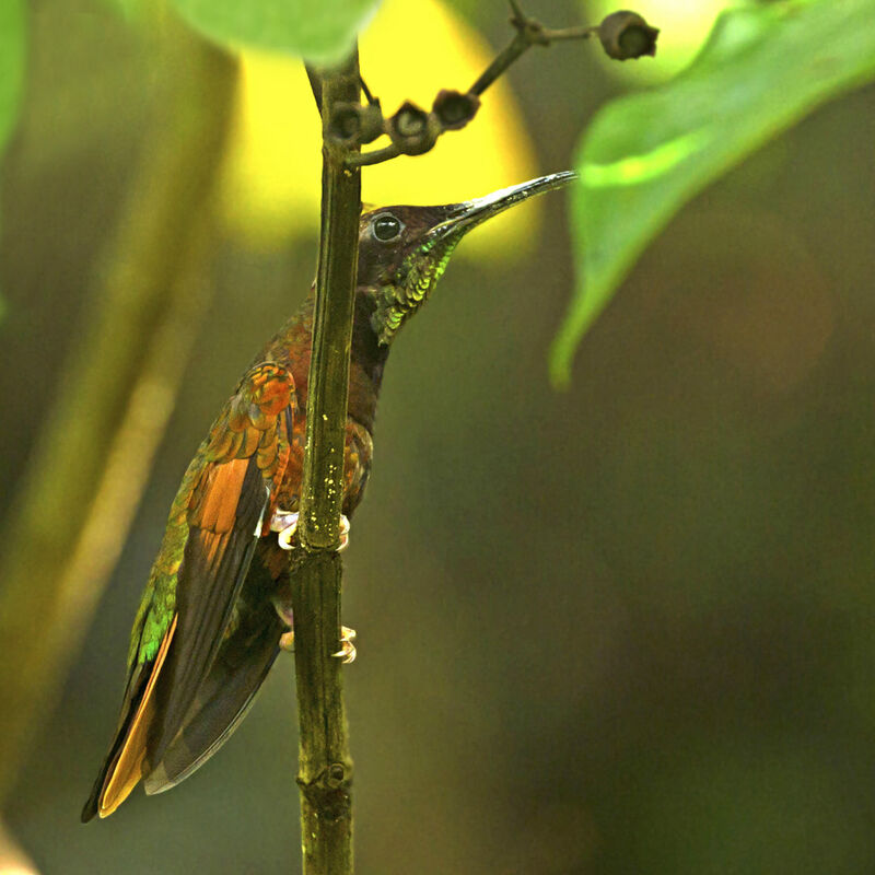 Colibri topaze mâle adulte