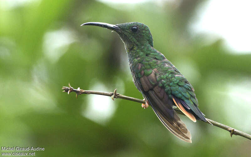 Colibri topaze femelle adulte, identification