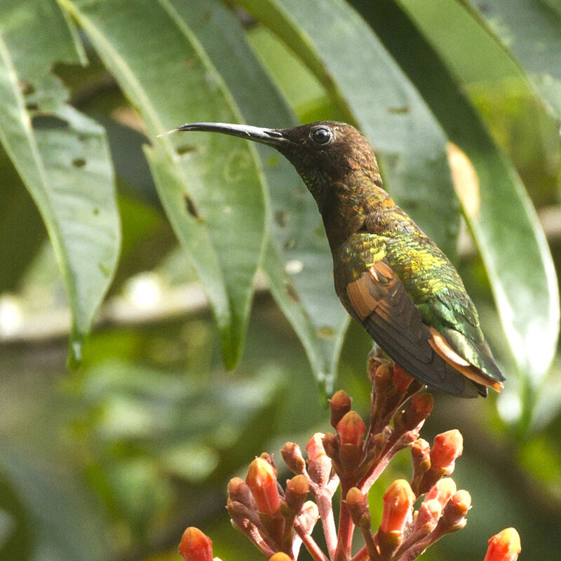 Crimson Topaz male immature