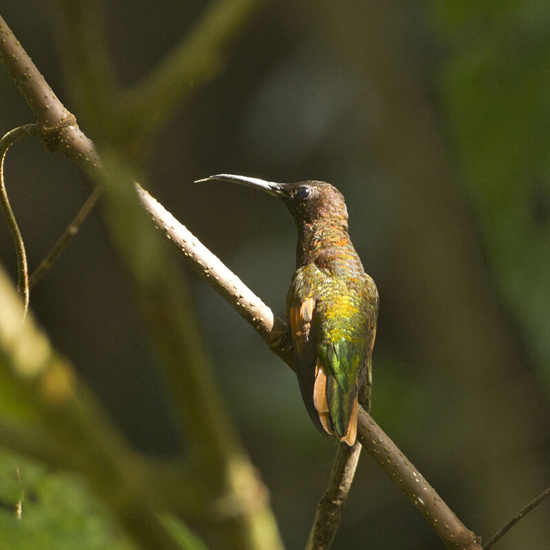 Colibri topaze mâle immature