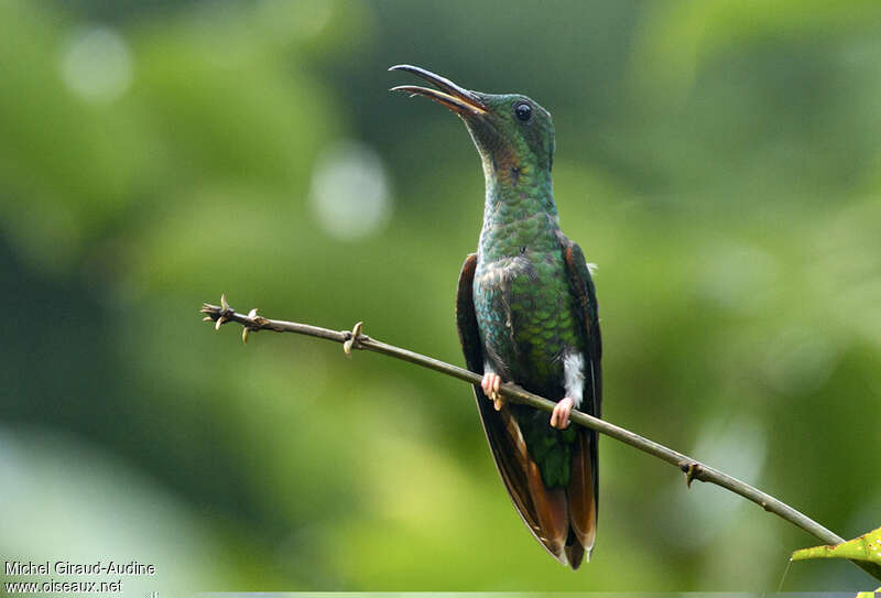 Colibri topaze femelle adulte, portrait