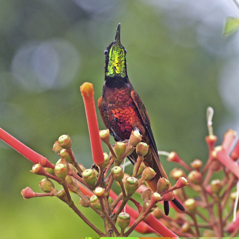 Crimson Topaz male adult