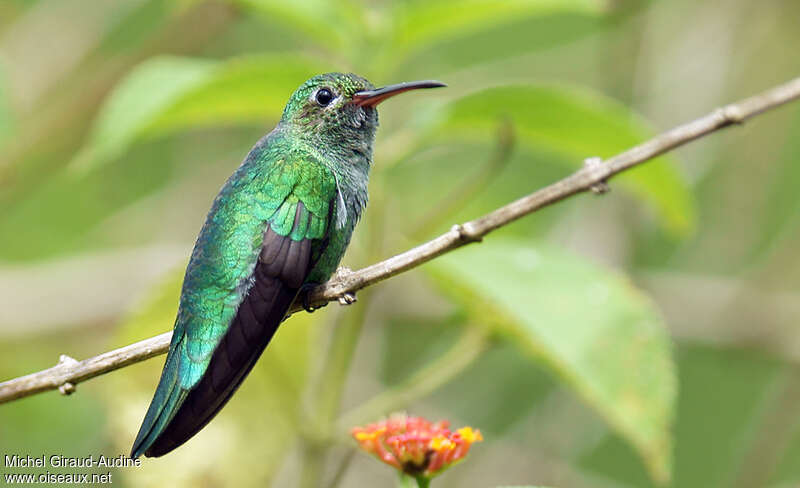 Green-tailed Goldenthroat male immature, identification