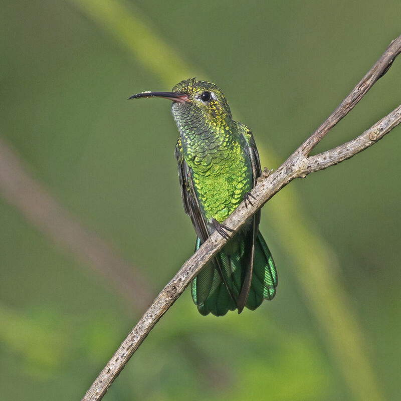 Colibri tout-vert mâle adulte