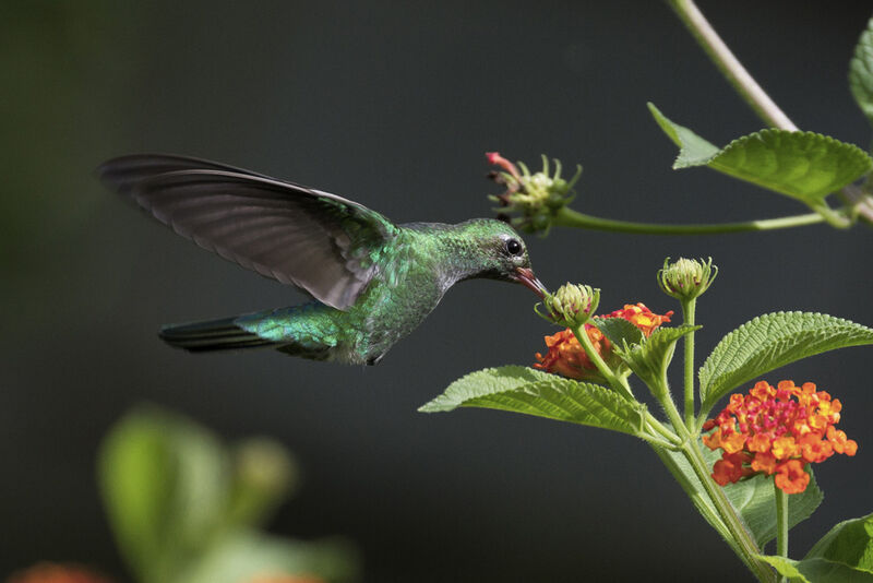 Colibri tout-vert mâle adulte