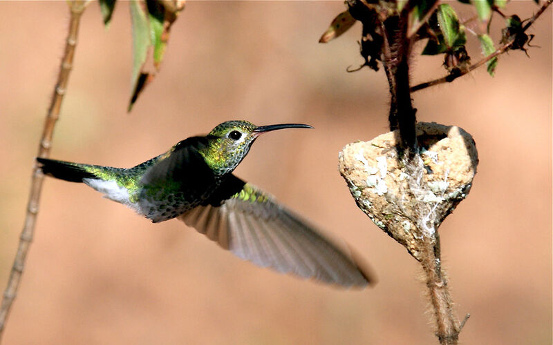 Green-tailed Goldenthroat