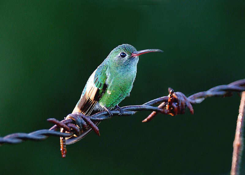 Green-tailed Goldenthroat