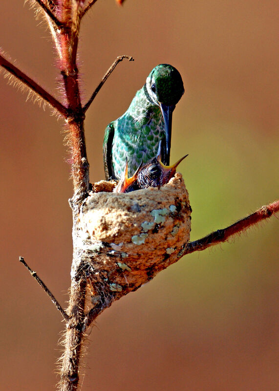 Green-tailed Goldenthroat, Reproduction-nesting