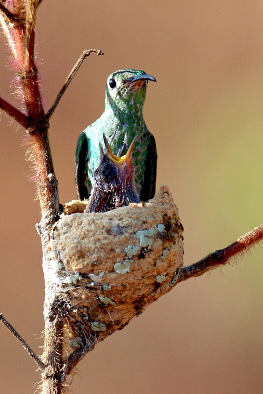 Colibri tout-vert