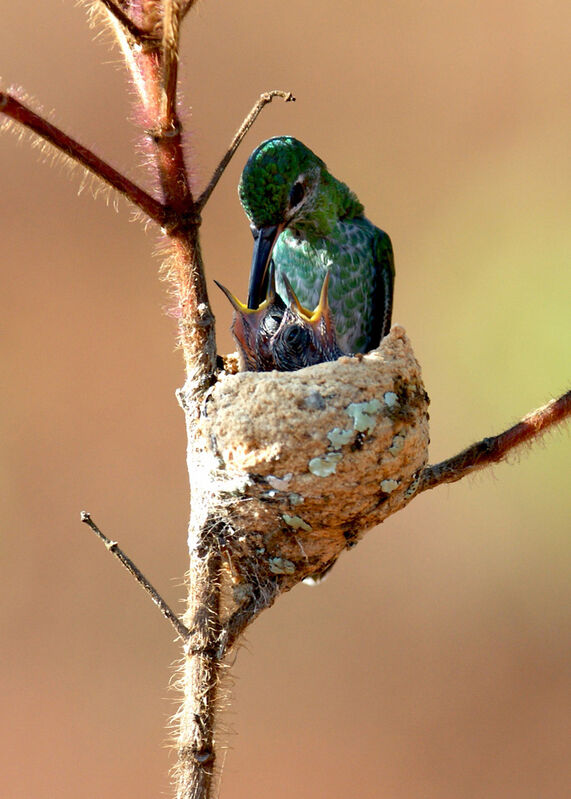 Colibri tout-vert, Nidification