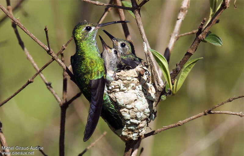 Colibri tout-vert, Nidification