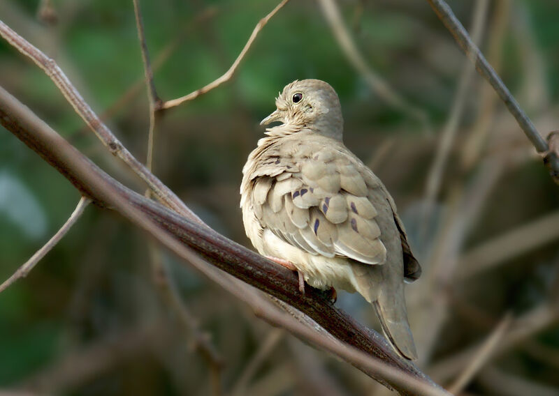 Plain-breasted Ground Dove, identification