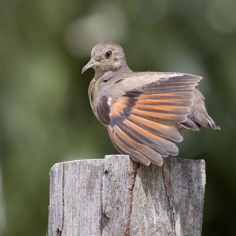 Plain-breasted Ground Dove female adult