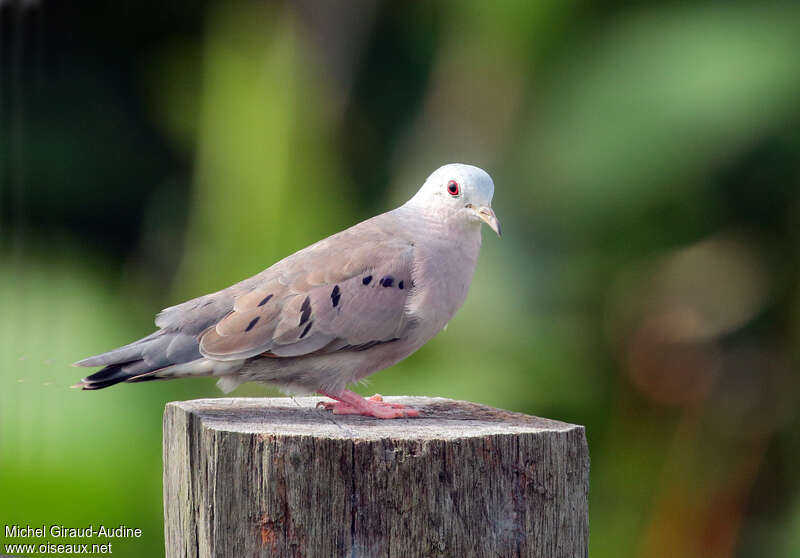 Colombe pygmée mâle adulte, identification