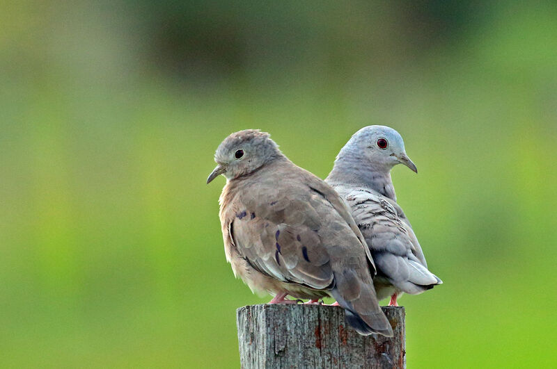 Plain-breasted Ground Doveadult