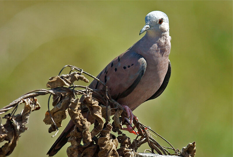 Ruddy Ground Dove male adult, identification