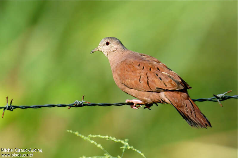 Colombe rousse femelle adulte, identification