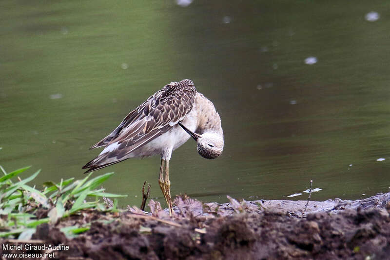 Ruffadult post breeding, care