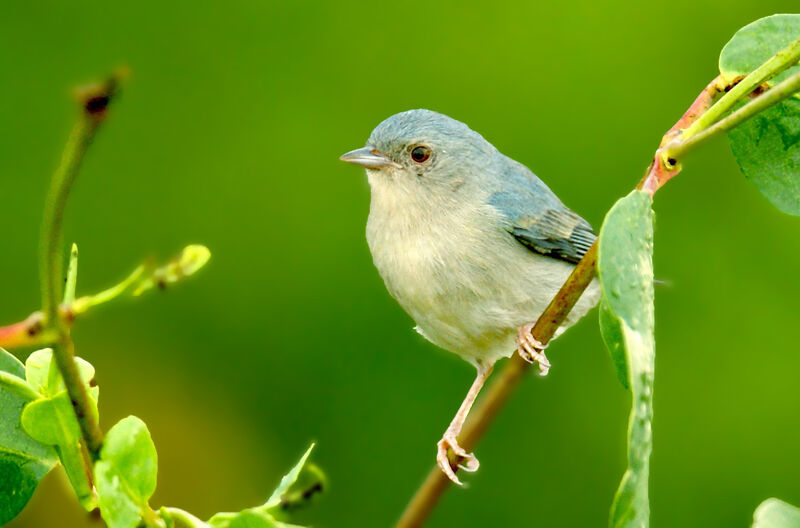 Bicolored Conebill